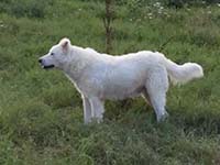 abruzzese shepherd dog